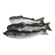 Salmon whole frozen